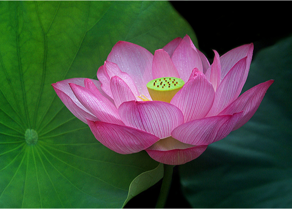Pink Sacred Lotus by Cindy Dyer Photography