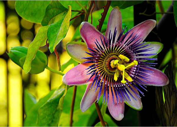 Passionflower Vine by Cindy Dyer Photography