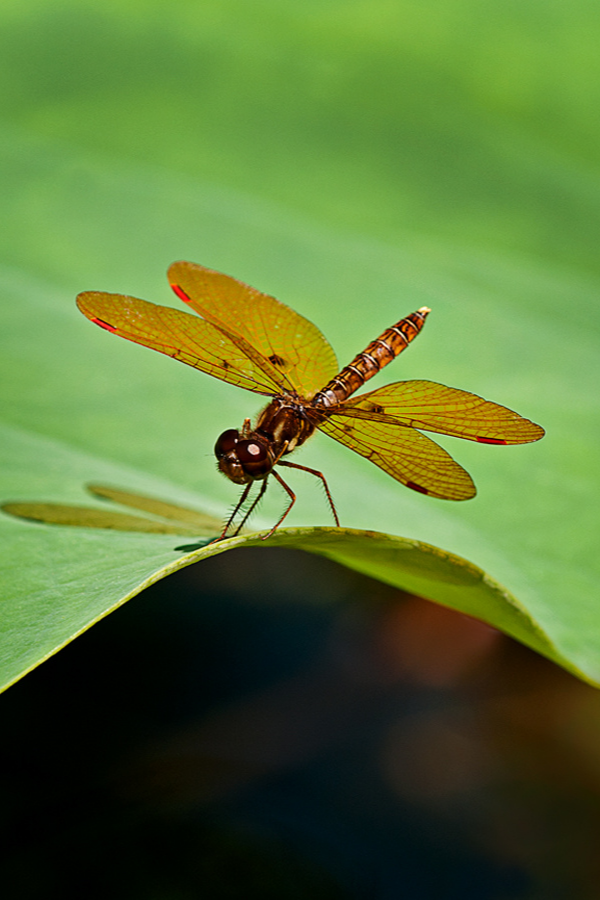 Amberwing Dragonfly
