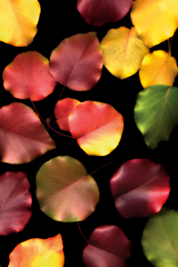 Best Array of Fall Leaves by Cindy Dyer Photography