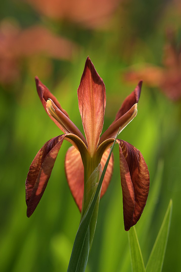 Best Copper Iris by Cindy Dyer Photography