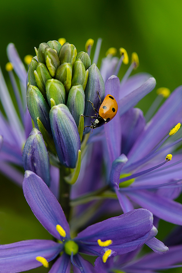 Best Ladybug Ever by Cindy Dyer Photography
