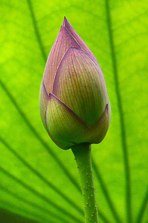 Best Lotus Bud Leaf by Cindy Dyer Photography