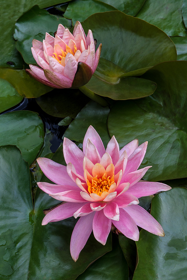 Best Pink Water Lilies by Cindy Dyer Photography