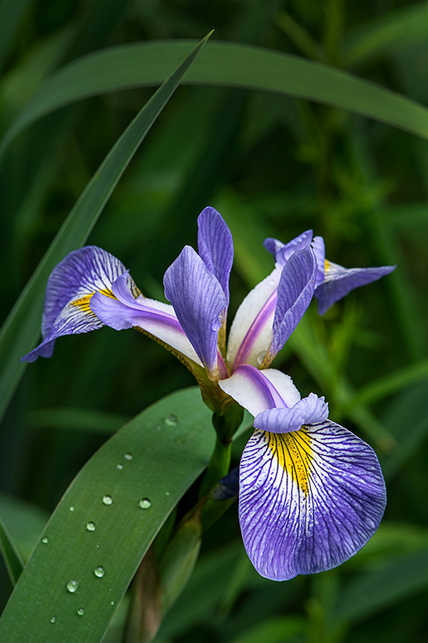 Best Siberian Iris Ever by Cindy Dyer Photography