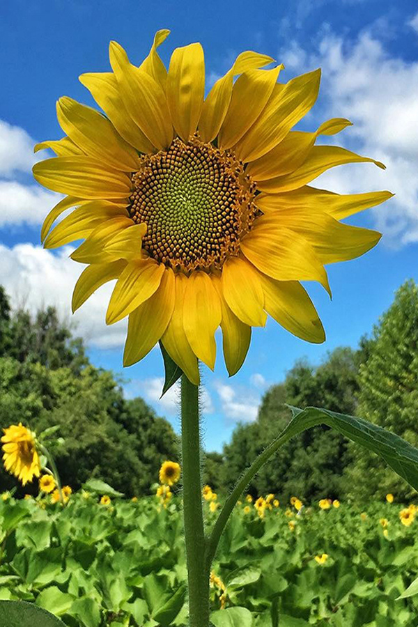 Best Sunflower Ever by Cindy Dyer Photography