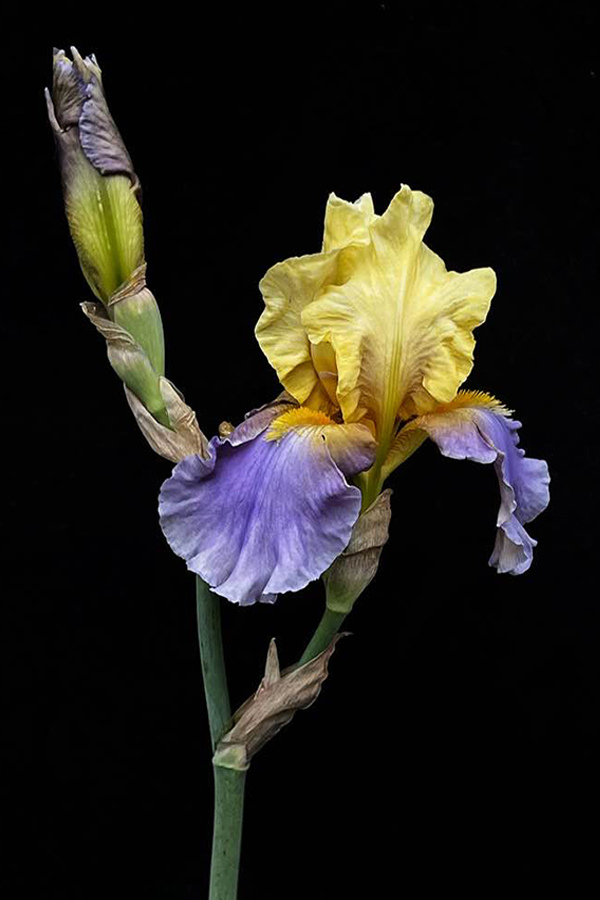 Best Yellow Lilac Bearded Iris Ever by Cindy Dyer Photography