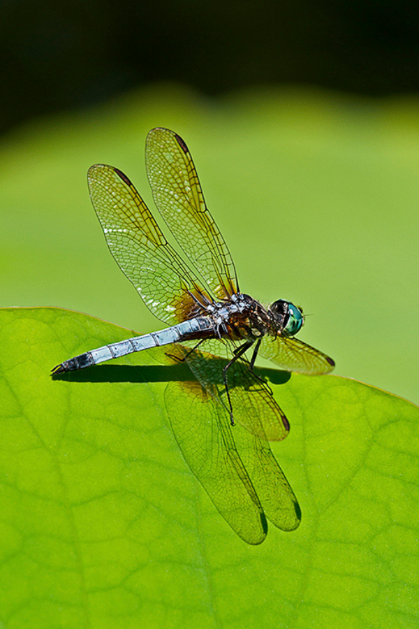 Blue Dasher Dragonfly on Lotus Leaf