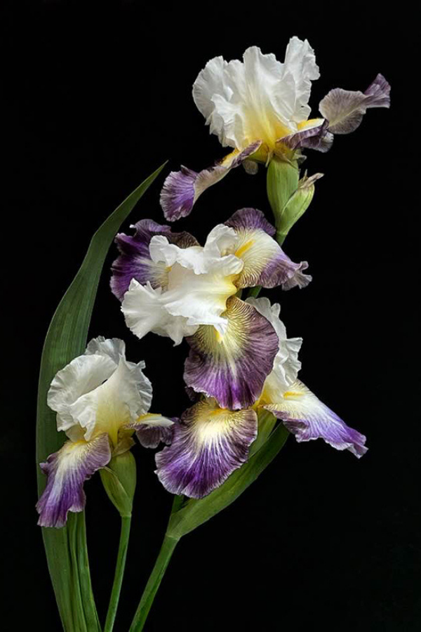 Cluster White Purple Bearded Iris