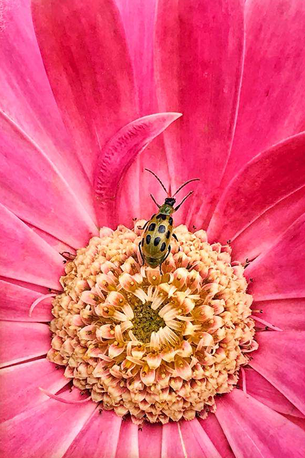 Cucumber Beetle Pink by Cindy Dyer Photography