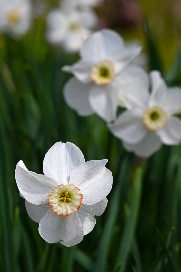 Daffodils White