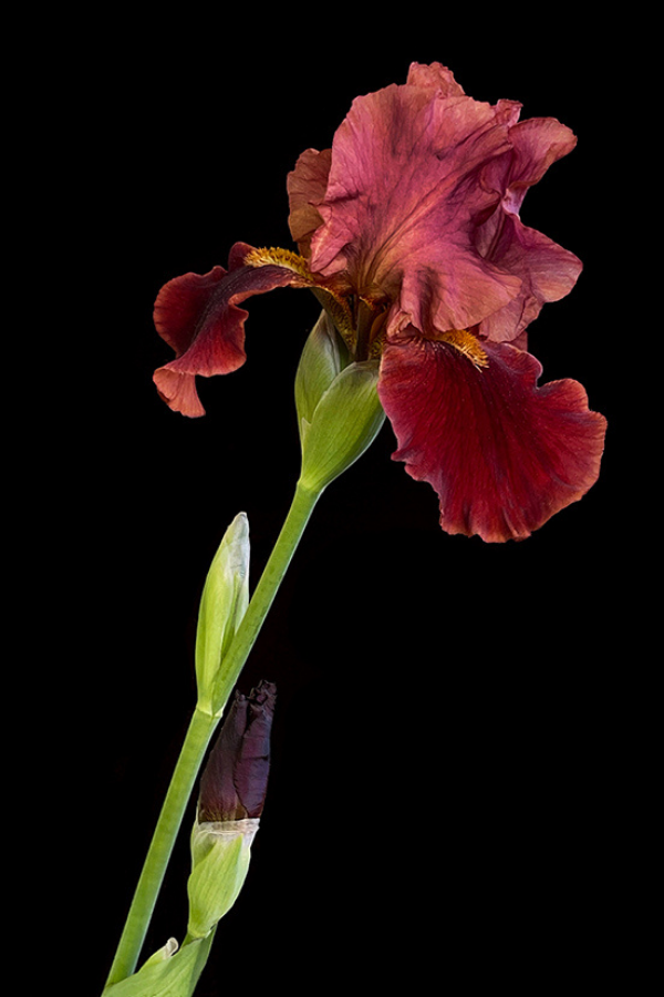 Dark Rust Burgundy Bearded Iris