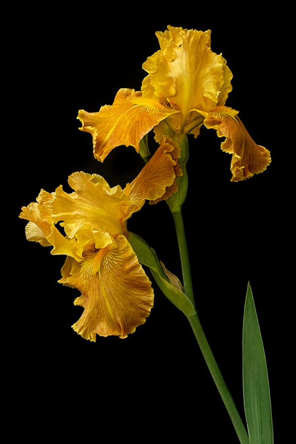 Golden Bearded Iris