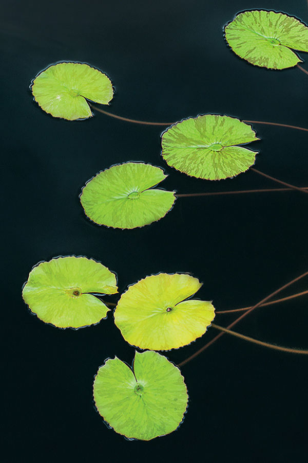 Green Lily Pads
