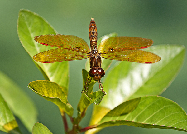Amberwing Dragonfly