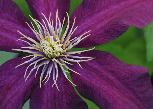 Burgundy Clematis by Cindy Dyer Photography