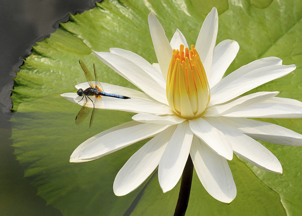 HORIZ Dragonfly White Waterlily