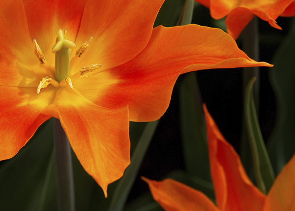 Orange Tulips x 3