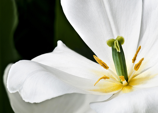HORIZ White Tulip