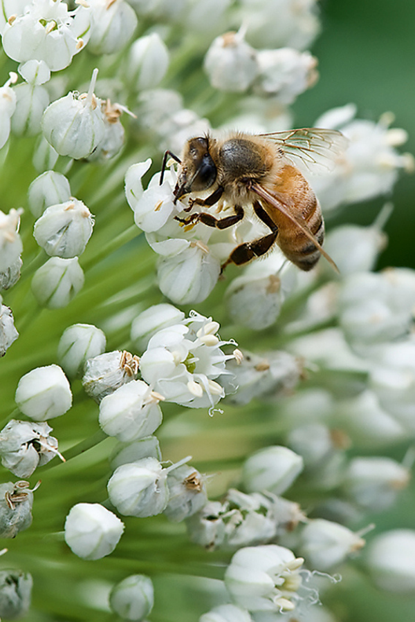 Honey Bee on Allium