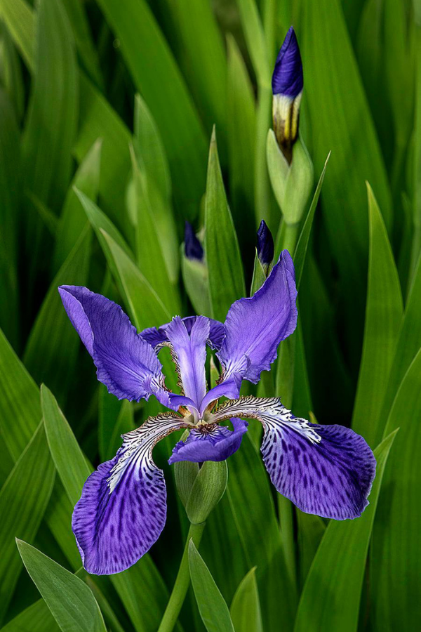Japanese Roof Iris