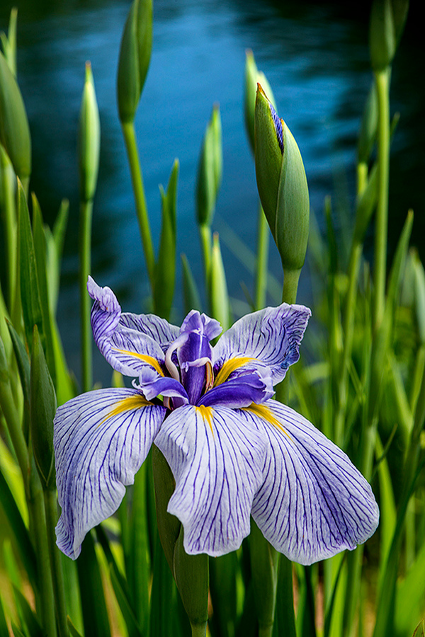 Japanese Water Iris Pinstripe