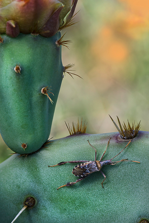 Leaf Footed Bug and Prickly Pear Bloom