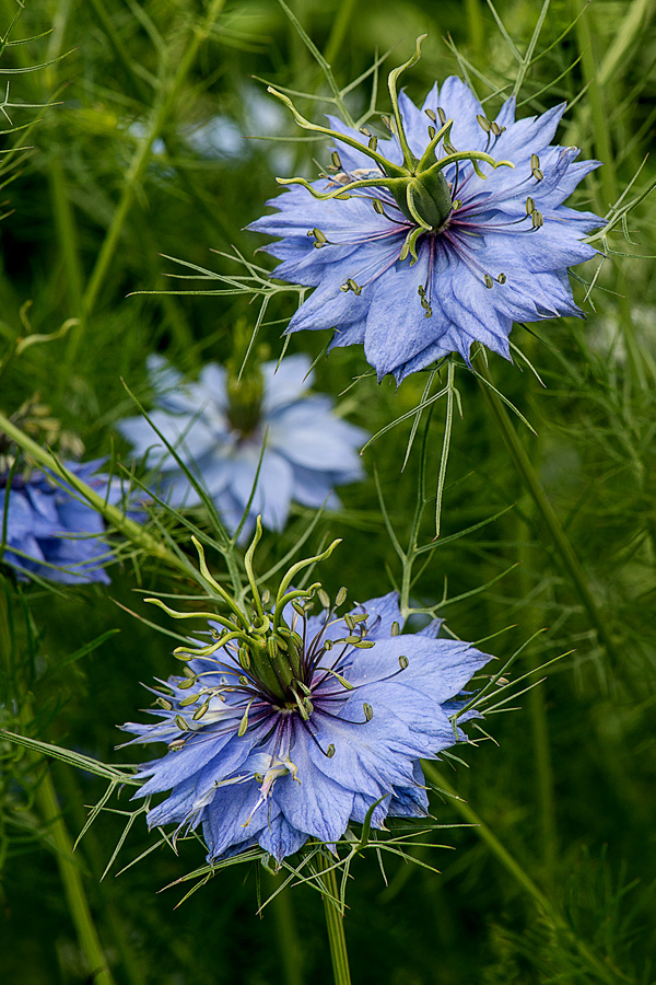 Love-in-a-Mist 2