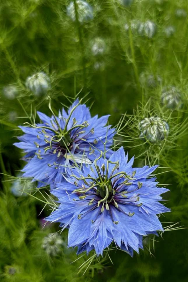 Love-in-a-Mist