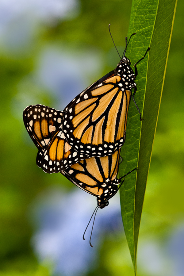Mating Monarchs