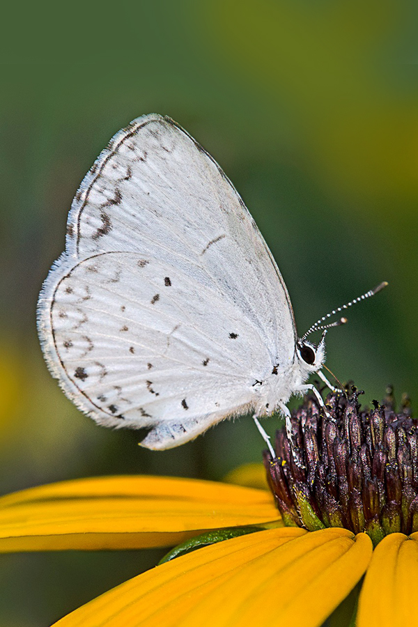 Summer Azure Butterfly on Black-Eyed-Susan