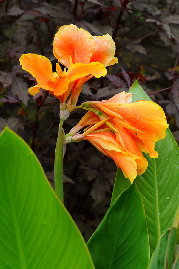 Orange Canna Lily