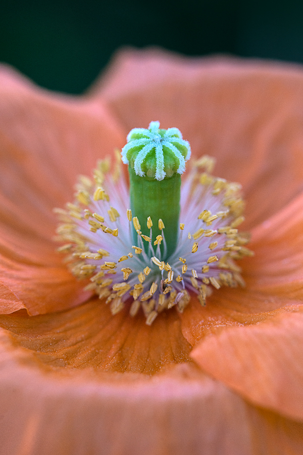 Peach Poppy by Cindy Dyer Photography