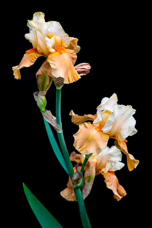 Peach White Bearded Iris by Cindy Dyer Photography