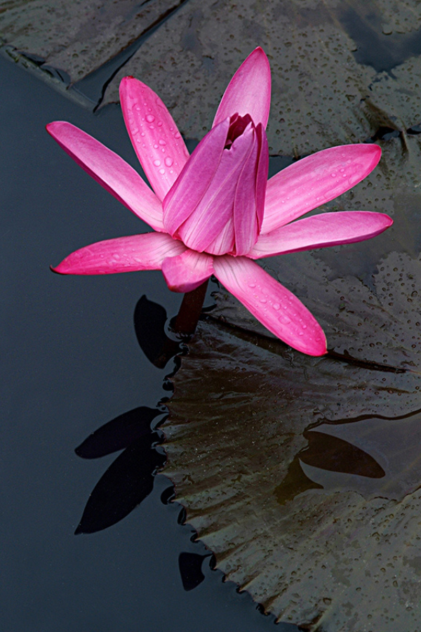 Pink Closed Waterlily