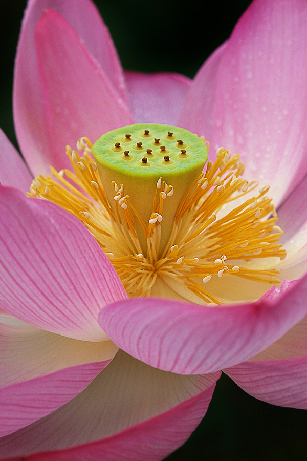 Pink Lotus Closeup