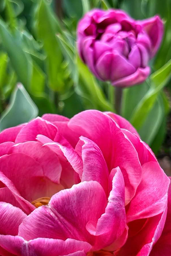 Pink Tulips by Cindy Dyer Photography