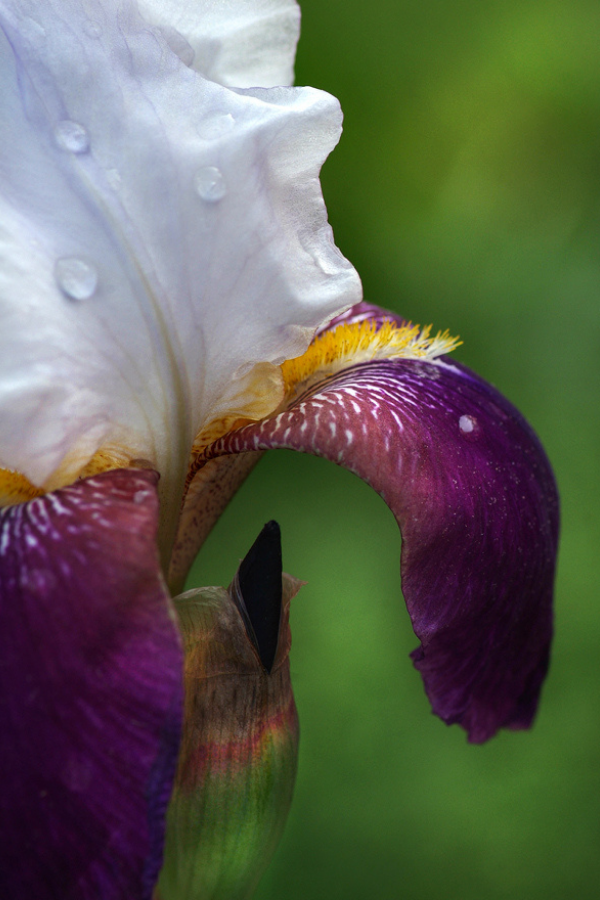 Purple White Bearded Iris