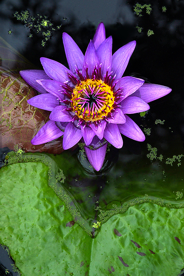 Director T Moore Waterlily Closeup by Cindy Dyer Photography