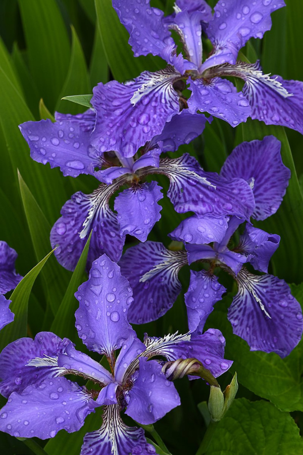 Siberian Iris Raindrops Closeup