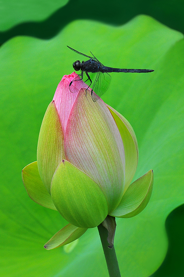 Slaty Skimmer Dragonfly Lotus Bloom