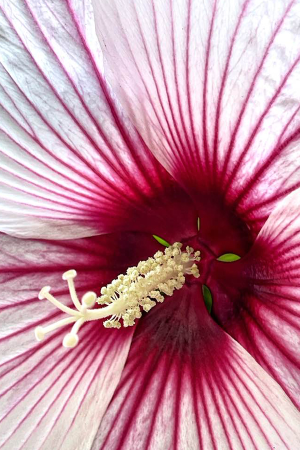 Striped Hibiscus by Cindy Dyer Photography