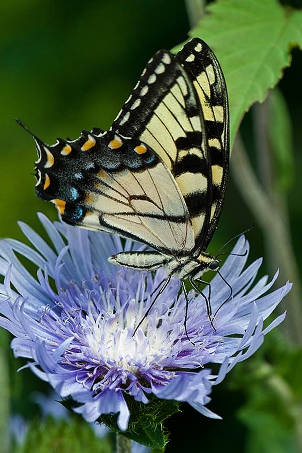 Swallowtail Purple by Cindy Dyer Photography
