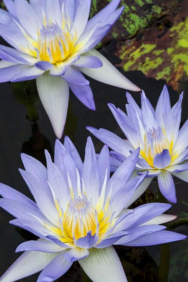 Tropical Waterlily Blue Beauty