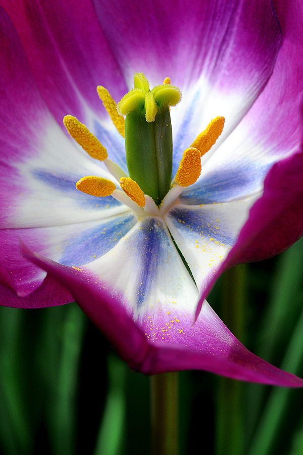 Tulipa Negrita