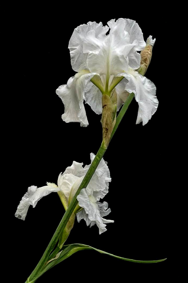 Two White Bearded Iris