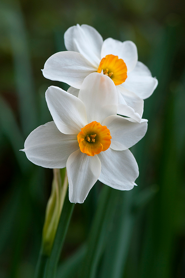 Two White Daffodils