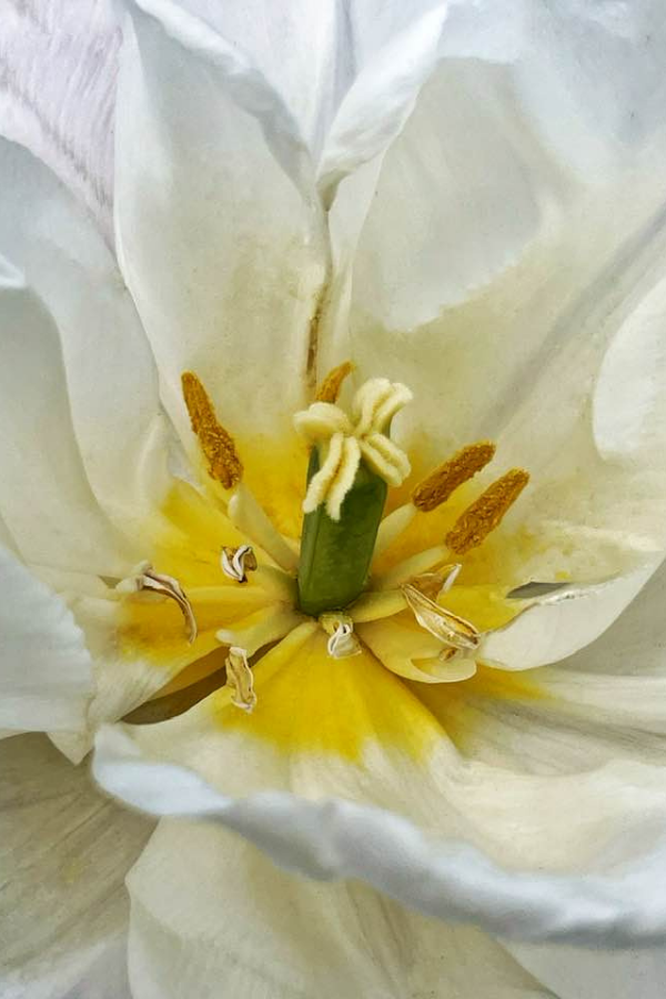 White Tulip Closeup