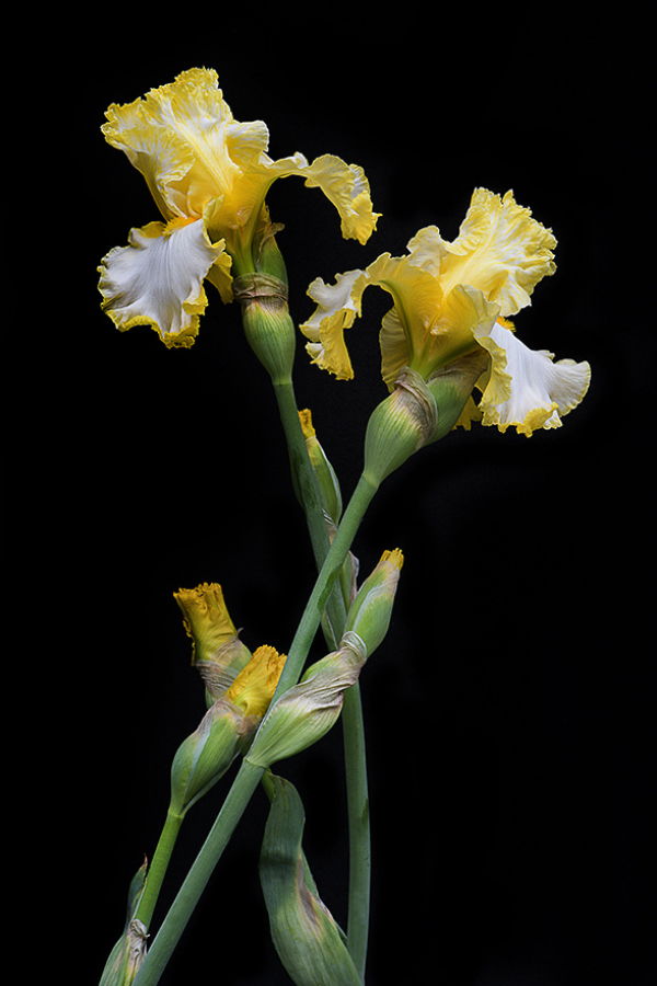 Yellow Bearded Iris Embracing
