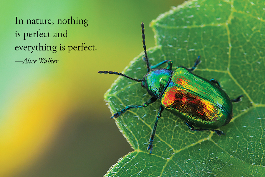 Image of Dogbane Beetle with quote "In nature, nothing is perfect and everything is perfect." -Alice Walker